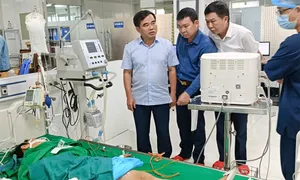 Hai học sinh bị ong bắp cày đốt đang nguy kịch